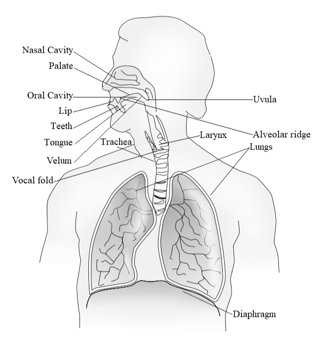 body systems for speech